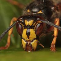 Median Wasp 6 